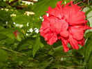 DSCN7549