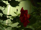 DSCN8102