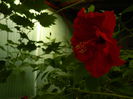 DSCN8105