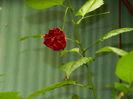 DSCN9951