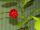 DSCN9962
