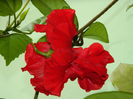 DSCN0383