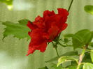 DSCN7784