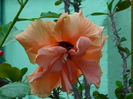 DSCN7846