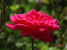 DSC06804
