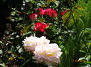 DSC06955