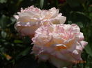 DSC06957