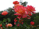 DSC07214