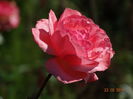 DSC07237