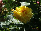 DSC07240