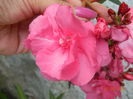 DSCN9248