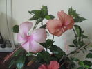 Hawaian Salmon Sport +  Dainty Pink