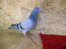 Wegen&Batenburg 0956497-14