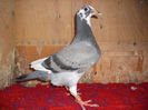 2216632-14 jan aarden kuif seria 4
