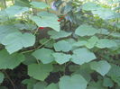 tomentosa 6luni