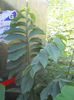pawpaw 1,5m