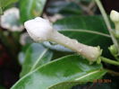 DSC07417