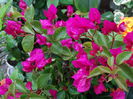 DSC07419