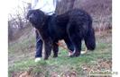 iancu