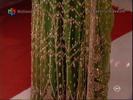 Image0118-1759(nationaltv)[8]