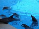 Dolphins_at_Loro_Parque_21