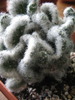 Austrocylindropuntia vestita forma cristata