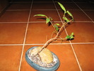 ficus