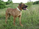 TOSA INU TESSA female 19 months