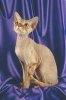 t_cornishrex01
