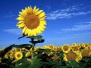 Poze Flori Desktop Flori Imagini Floarea Soarelui