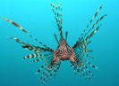 800px-Pterois_volitans_Manado-e_edit