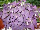 oxalis