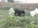 poze 04.05.2009 044