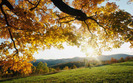 Autumn-Leaves