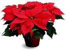 poinsettia-1