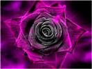 th_Under_The_Rose_by_Dark_Cells