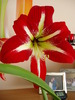 crin amaryllis