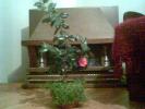 camelia