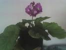 PRIMULA OBCONICA