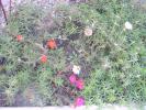 portulaca - flori de piatra