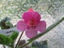 Kohleria Laura 7