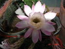 DSC06460