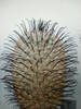 Mammillaria  perezdelarosae