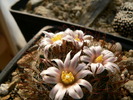 mammillaria_weingartiana_SB_831