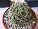trichodiadema_densum_tpn