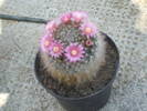 Mammilaria bocasana v. roseiflora