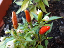 Demon Red Chili Pepper (2009, Aug.21)