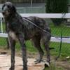 200584153040deerhound[1]