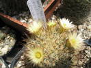 Mammillaria barbata - 18.06