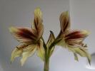 Hippeastrum Papillio